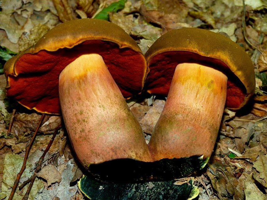 22-boletus-erythropus-pie-rojo-eritropus-la-casa-de-las-setas