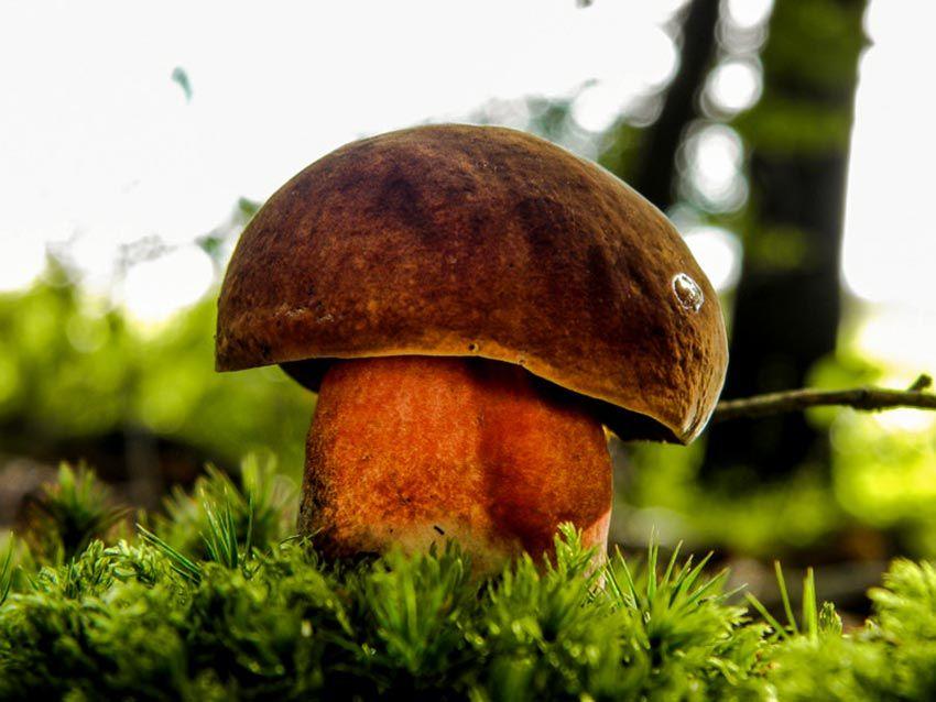 20-boletus-erythropus-pie-rojo-eritropus-la-casa-de-las-setas