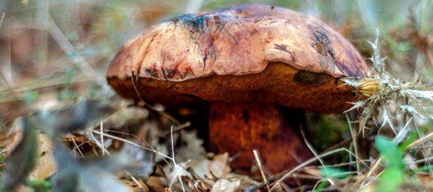 19-boletus-erythropus-pie-rojo-eritropus-la-casa-de-las-setas