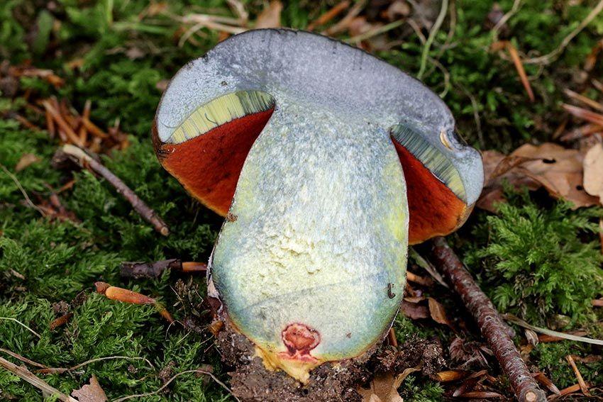 18-boletus-erythropus-pie-rojo-eritropus-la-casa-de-las-setas