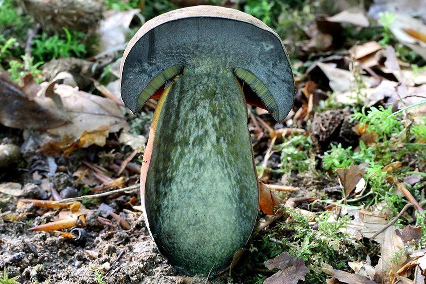 17-boletus-erythropus-pie-rojo-eritropus-la-casa-de-las-setas