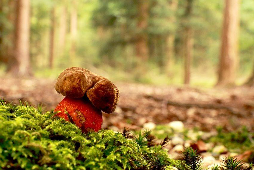 16-boletus-erythropus-pie-rojo-eritropus-la-casa-de-las-setas