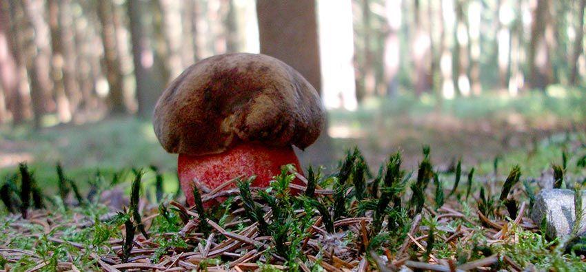 15-boletus-erythropus-pie-rojo-eritropus-la-casa-de-las-setas
