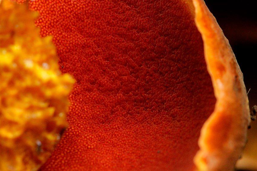 14-boletus-erythropus-pie-rojo-eritropus-la-casa-de-las-setas