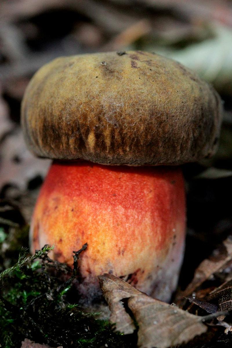 13-boletus-erythropus-pie-rojo-eritropus-la-casa-de-las-setas