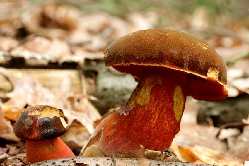 12-boletus-erythropus-pie-rojo-eritropus-la-casa-de-las-setas