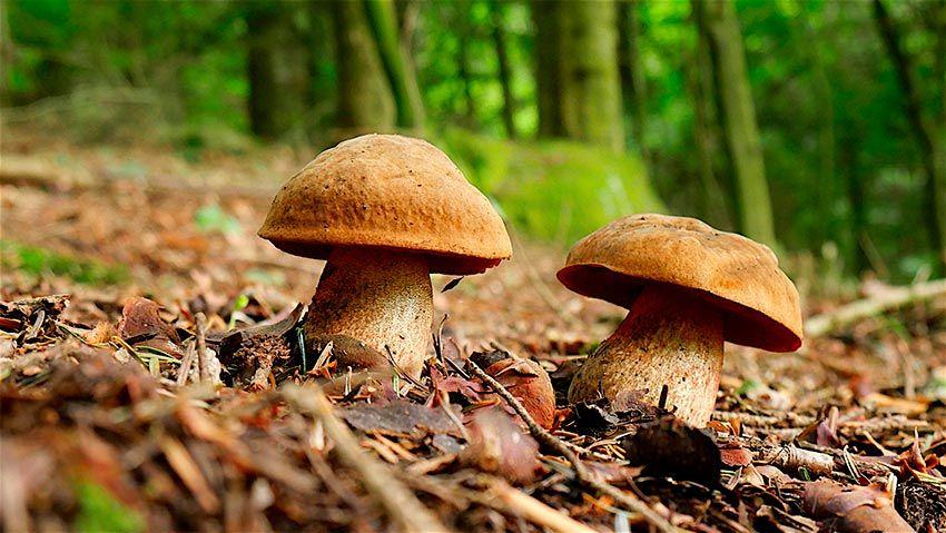 11-boletus-erythropus-pie-rojo-eritropus-la-casa-de-las-setas