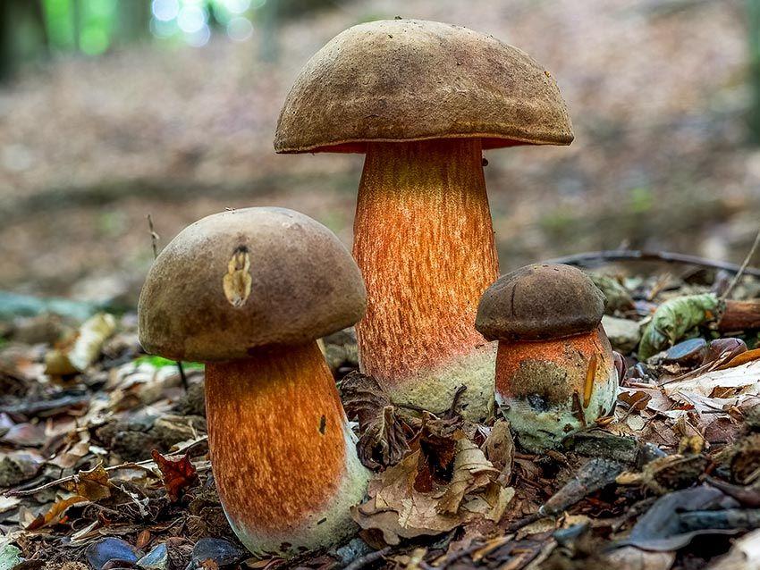 10-boletus-erythropus-pie-rojo-eritropus-la-casa-de-las-setas