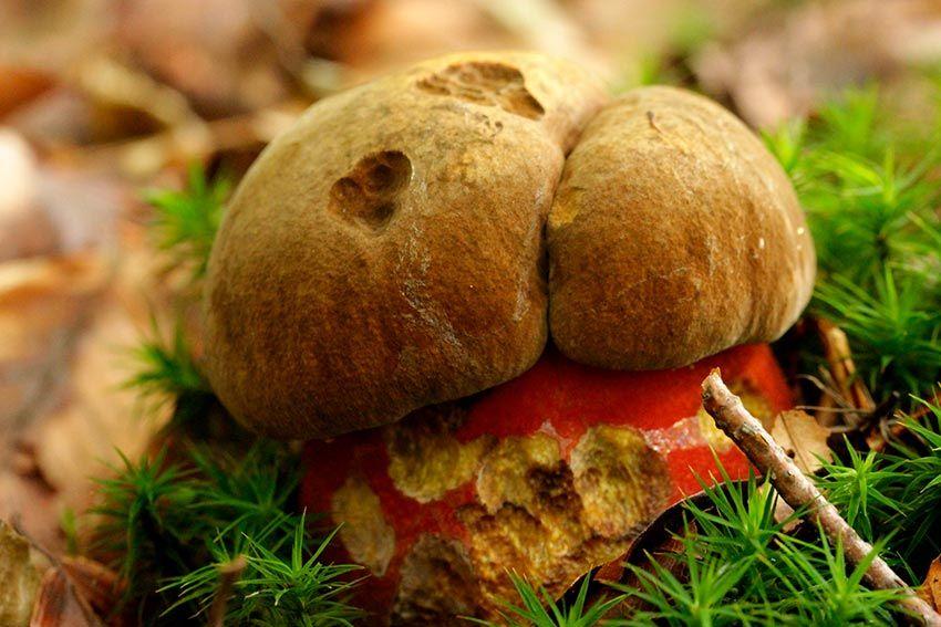 09-boletus-erythropus-pie-rojo-eritropus-la-casa-de-las-setas