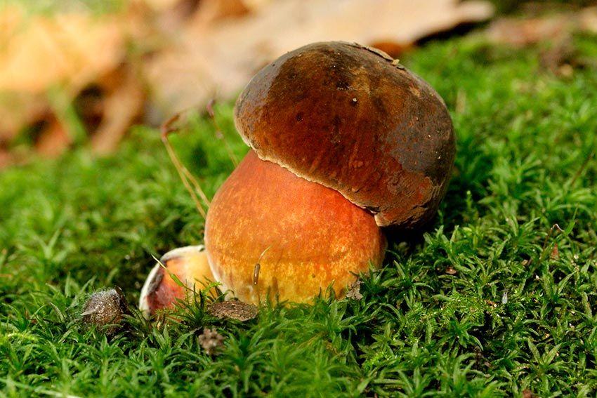 08-boletus-erythropus-pie-rojo-eritropus-la-casa-de-las-setas