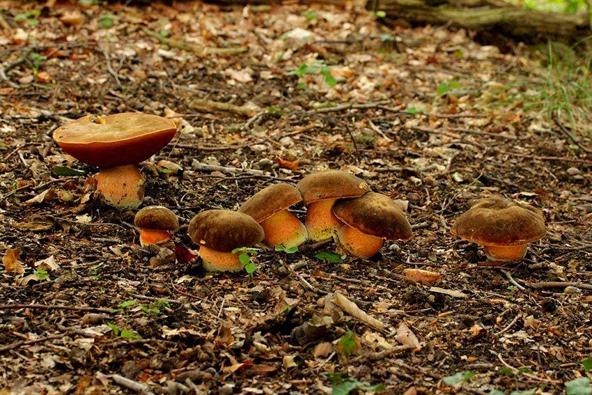 07-boletus-erythropus-pie-rojo-eritropus-la-casa-de-las-setas