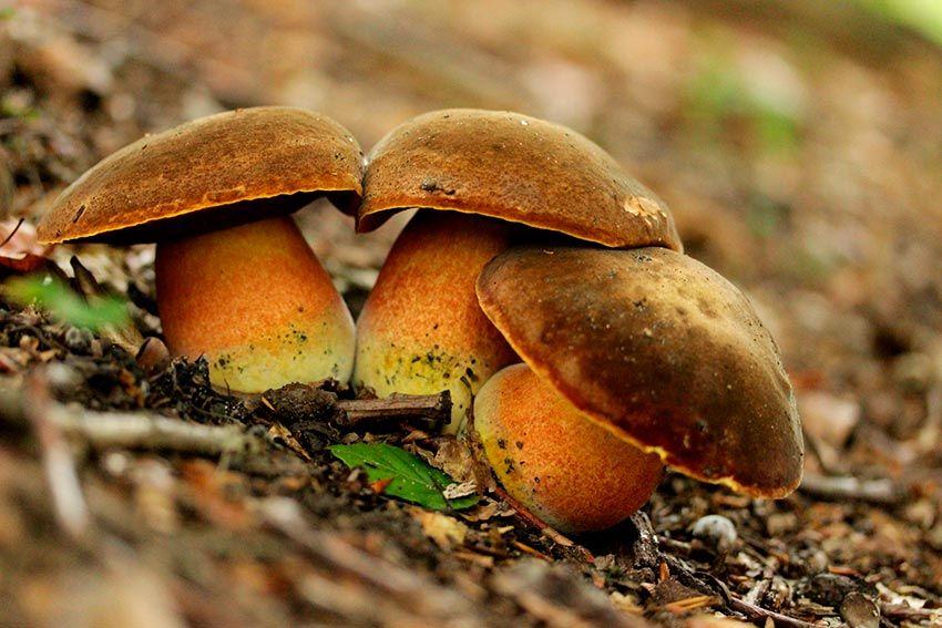 06-boletus-erythropus-pie-rojo-eritropus-la-casa-de-las-setas