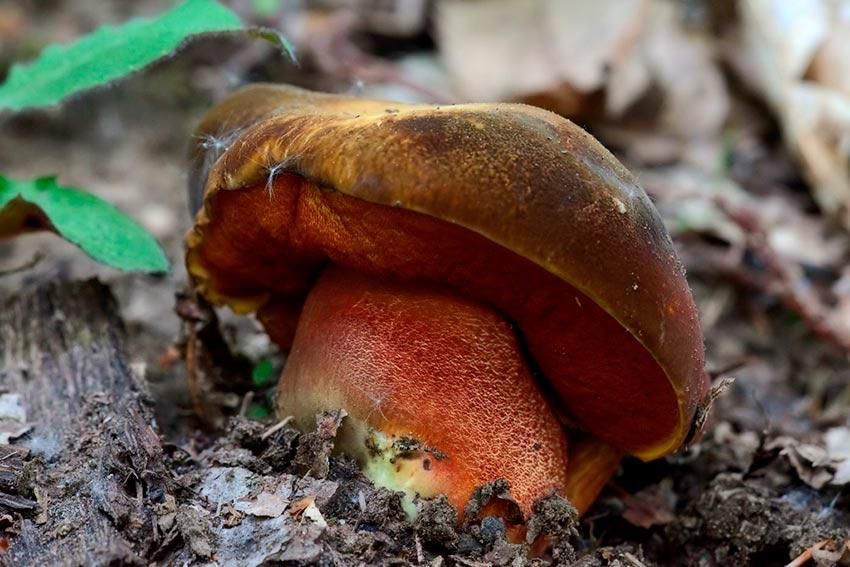 05-boletus-erythropus-pie-rojo-eritropus-la-casa-de-las-setas