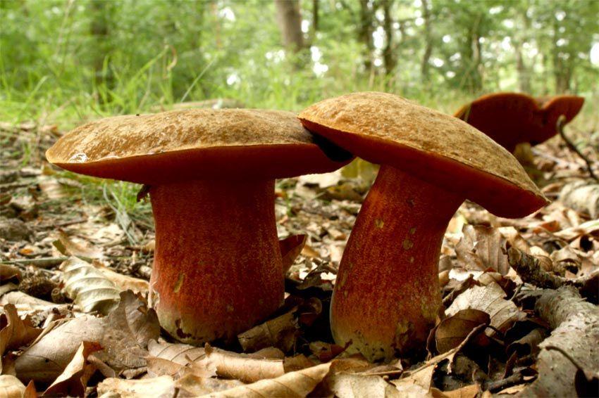 04-boletus-erythropus-pie-rojo-eritropus-la-casa-de-las-setas