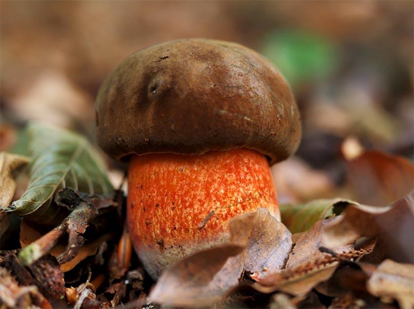 03-boletus-erythropus-pie-rojo-eritropus-la-casa-de-las-setas