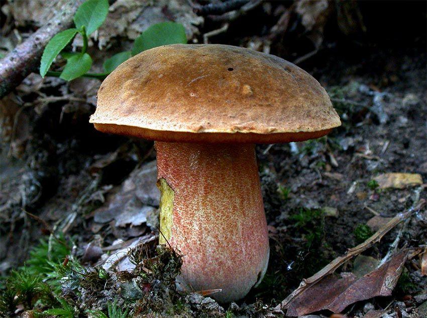 02-boletus-erythropus-pie-rojo-eritropus-la-casa-de-las-setas