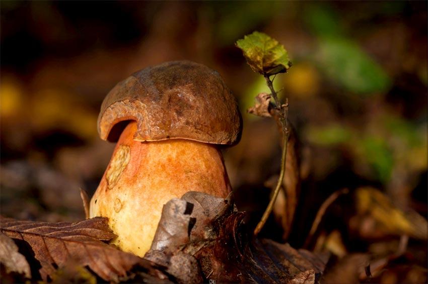 01-boletus-erythropus-pie-rojo-eritropus-la-casa-de-las-setas