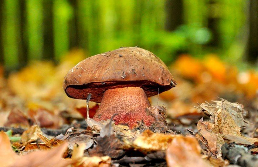 boletus erythropus - pie rojo - mataparientes - la casa de las setas