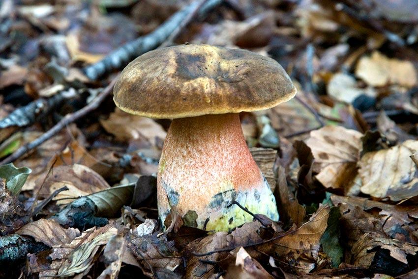 boletus erythropus - pie rojo - mataparientes - la casa de las setas