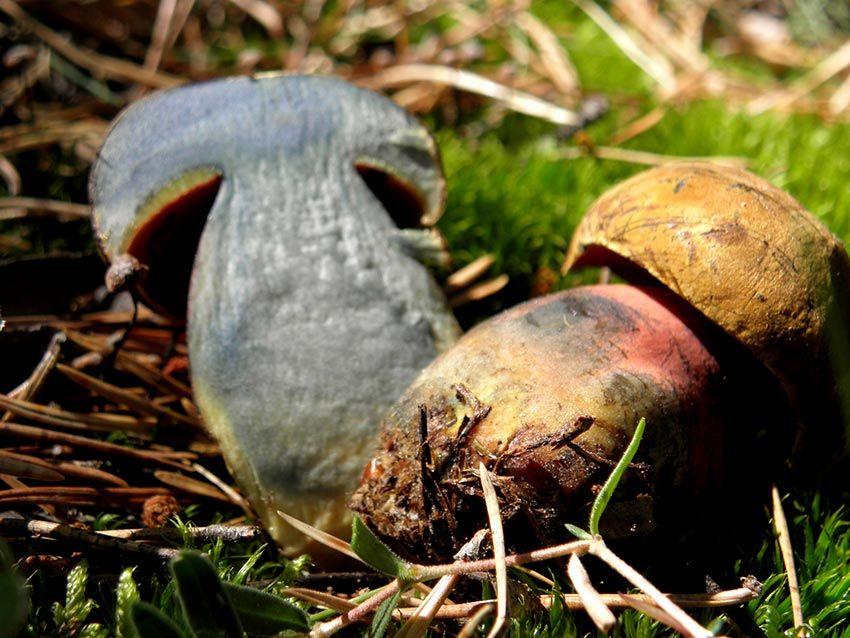 boletus erythropus - pie rojo - mataparientes - la casa de las setas