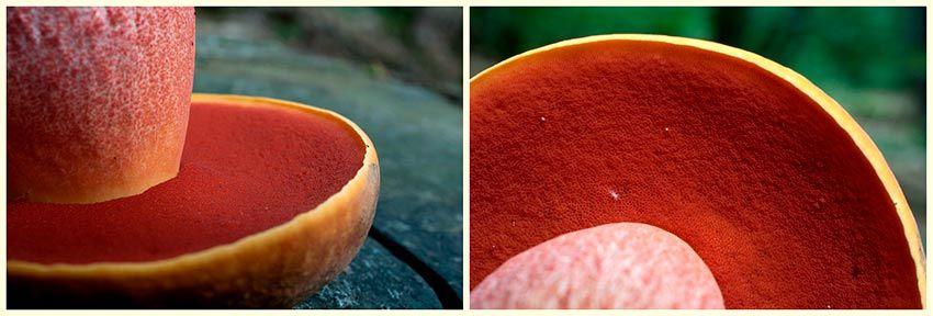 boletus erythropus - pie rojo - mataparientes - la casa de las setas