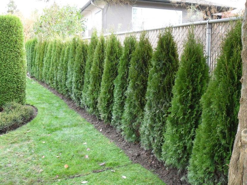 Cercados vivos para tu jardín | Decoración