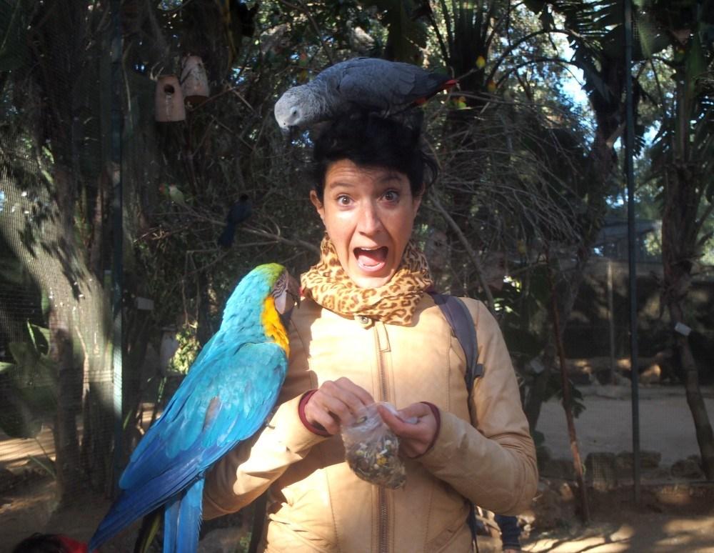 Loro gris en la cabeza y guacamayo en el brazo