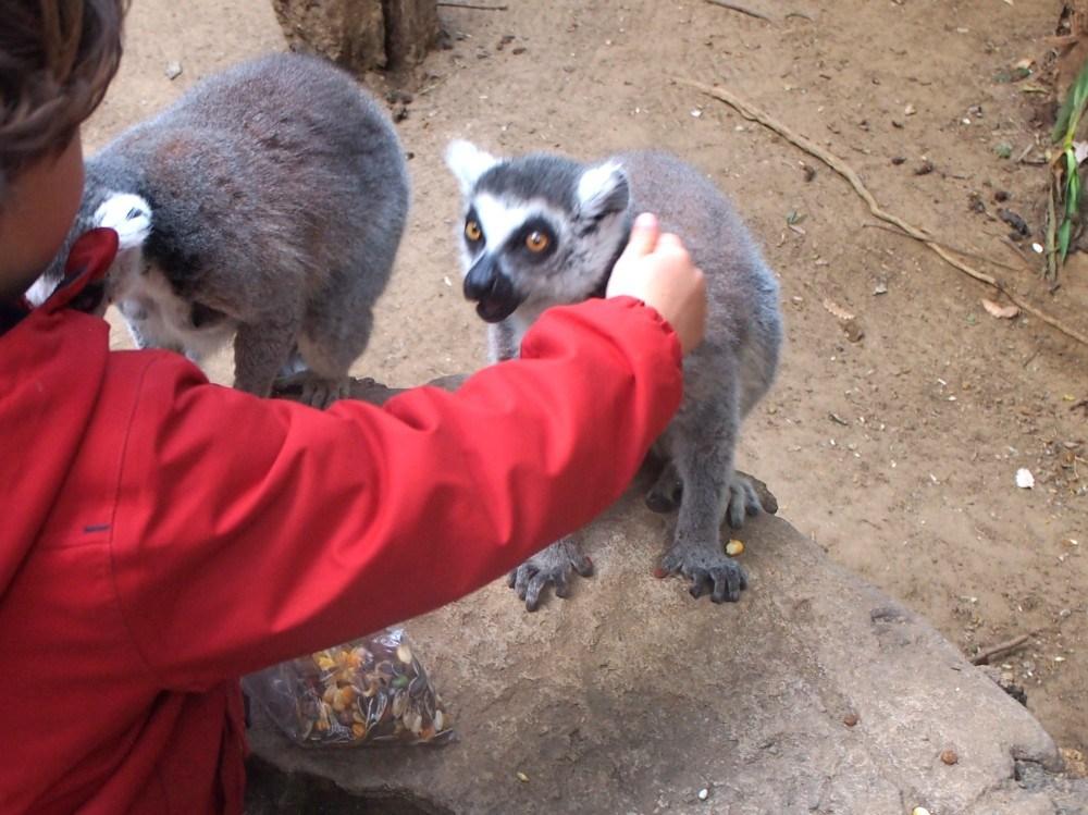 Acariciando un lemur en el Zoo de Castellar