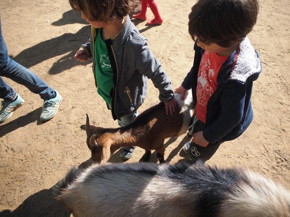 Acariciando la cabras en el zoo de Castellar