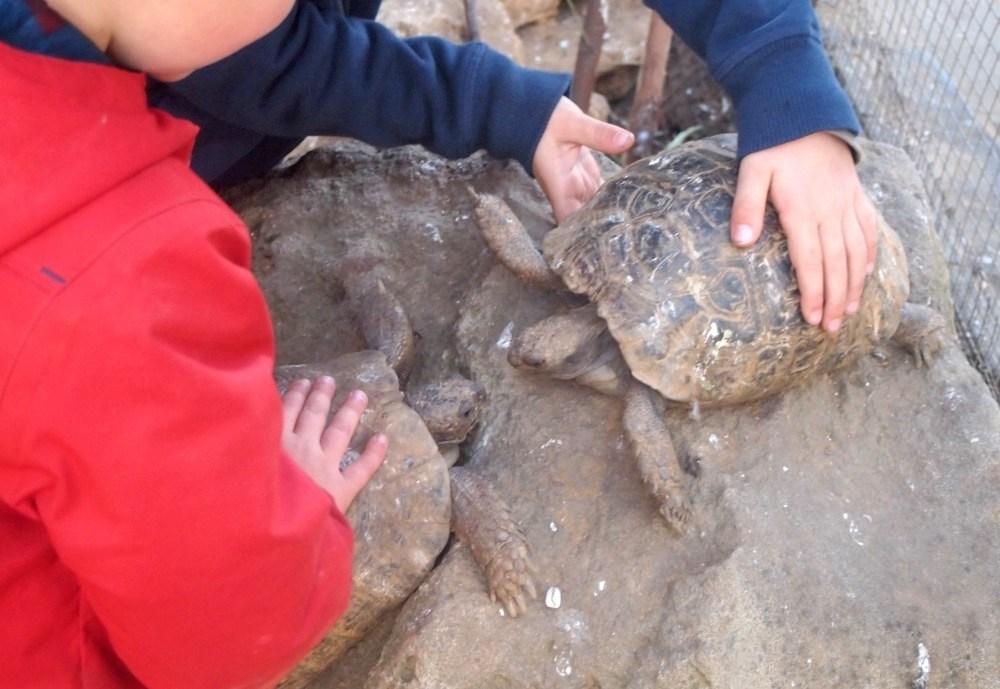 Jugando con las tortugas