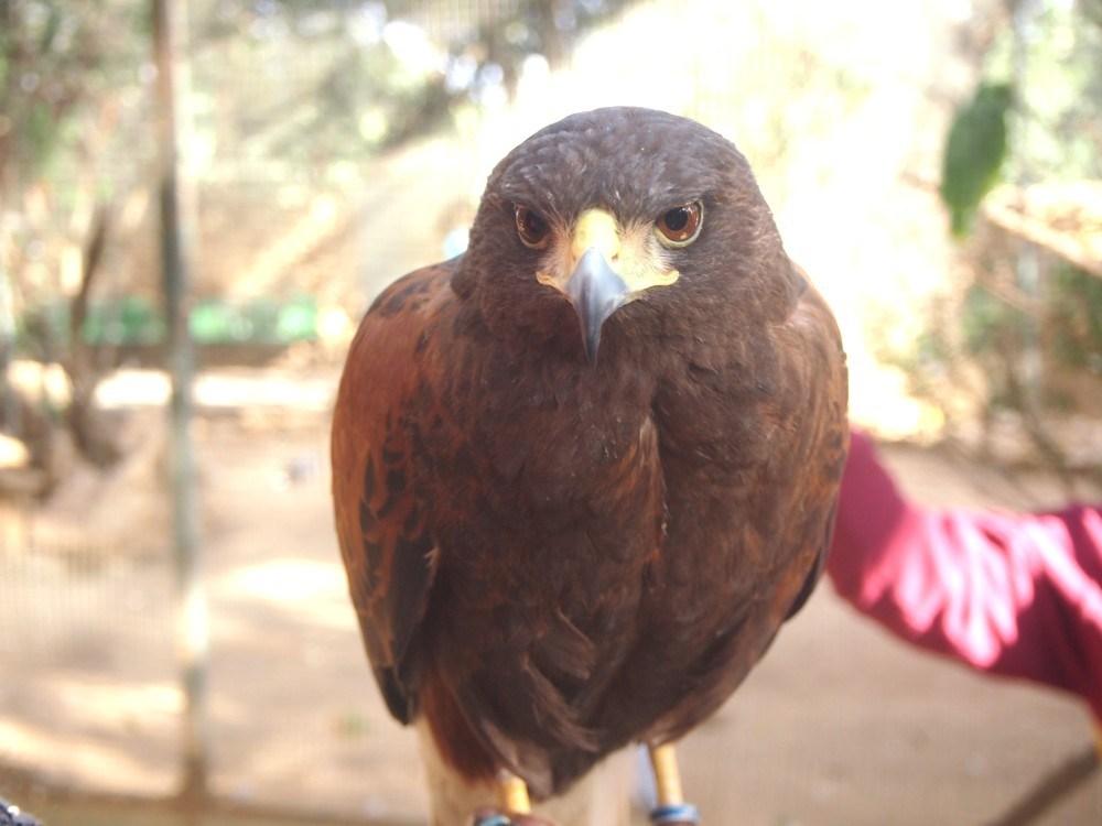 Aguila Harris en el zoo de Castellar