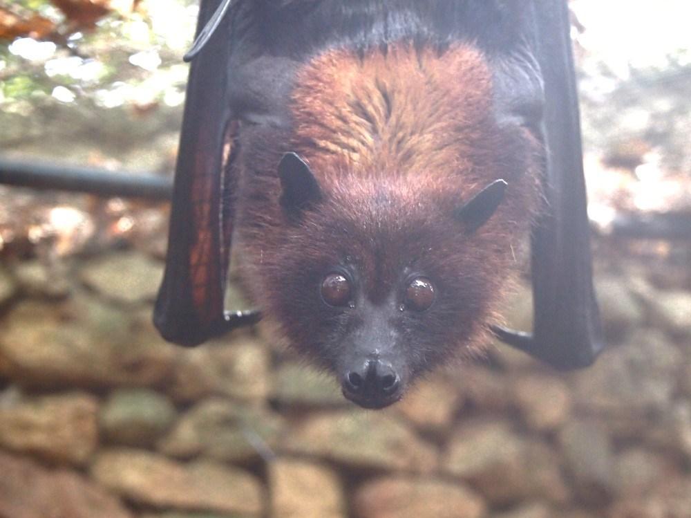 Murciélago fructivero colgado
