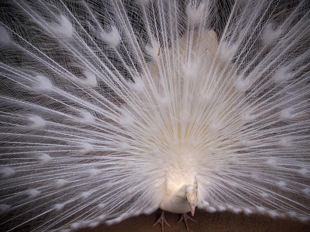 Pavo real albino en el zoo de castellar