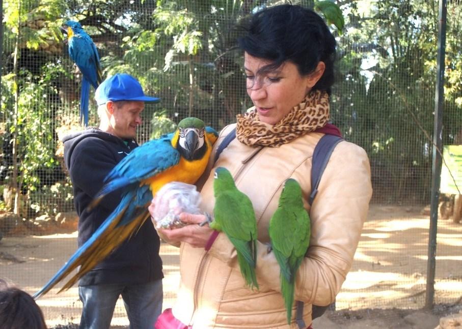 Un guacamaoyo y dos loros barranqueros apoyados en mi intentando conseguir pipas