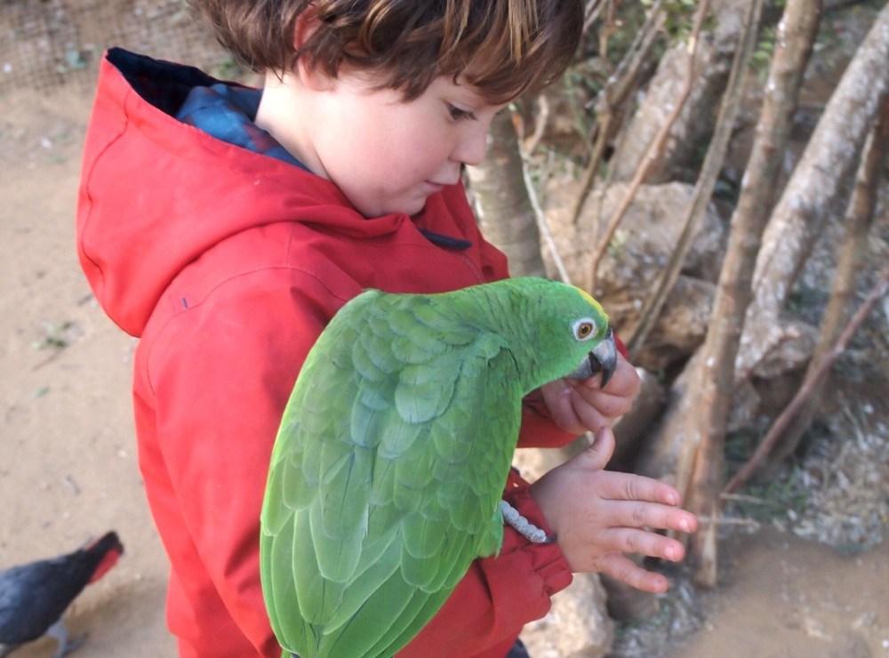 Niño con loro en brazo