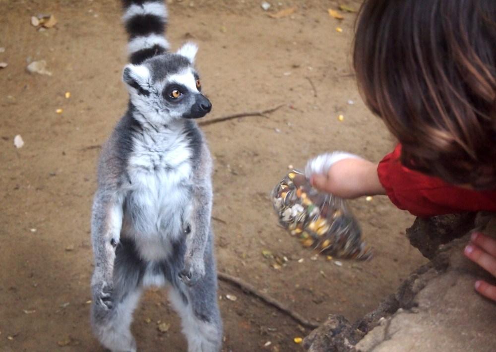 Niño ofreciendo comida a un lemur