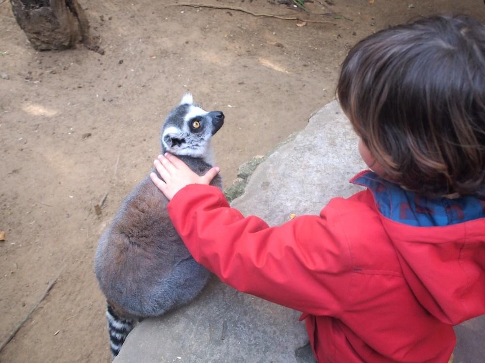 Acariciando un lemur en el Zoo de Castellar
