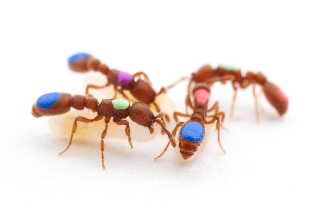 cómo eliminar las hormigas