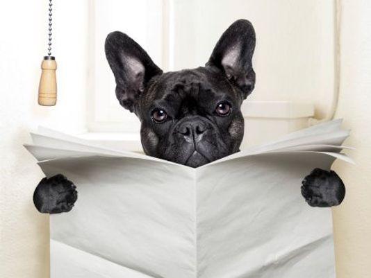 Como eliminar las moscas poop