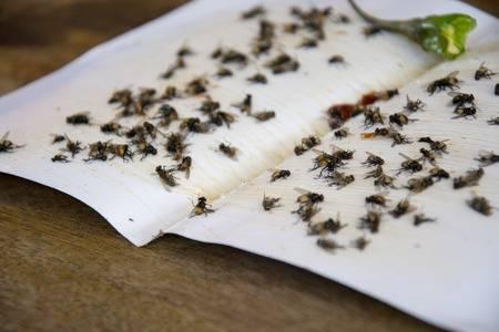 Como eliminar las moscas papel