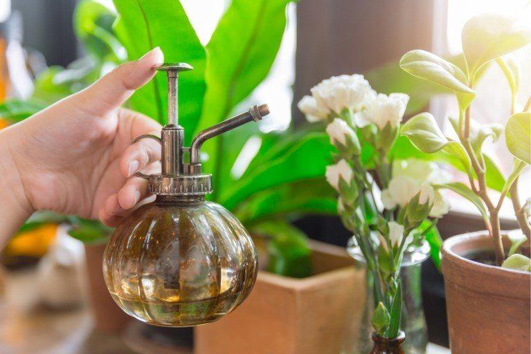 Como eliminar las moscas natural