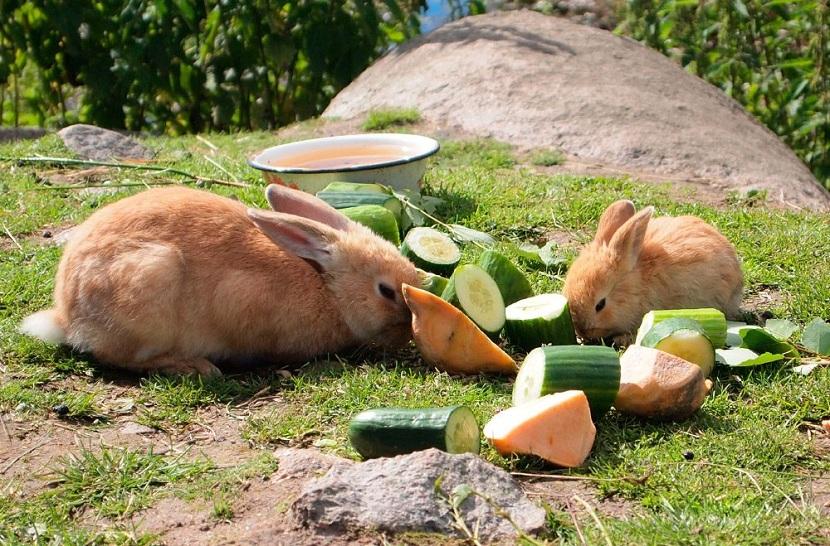 Comederos Para Conejos | Mascotas