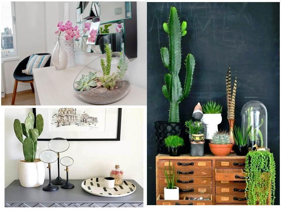 Ideas Con Cactus Para Decorar El Hogar Plantas