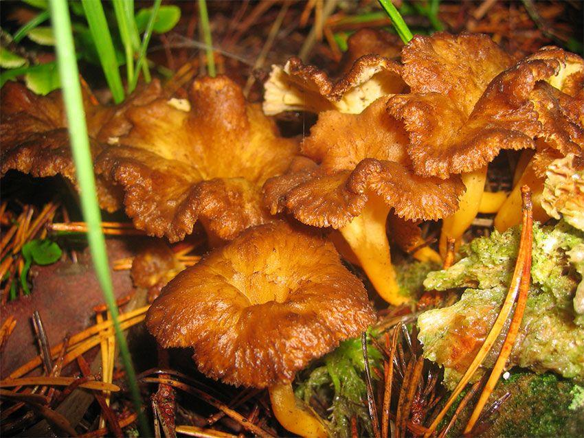 camagroc-cantharellus lutescens-angula de monte-la casa de las setas