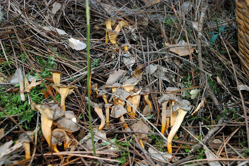 15-cantharellus-lutescens-camagroc-trompeta-amarilla
