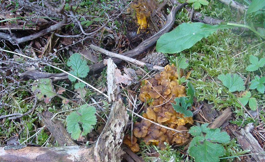 14-cantharellus-lutescens-camagroc-trompeta-amarilla