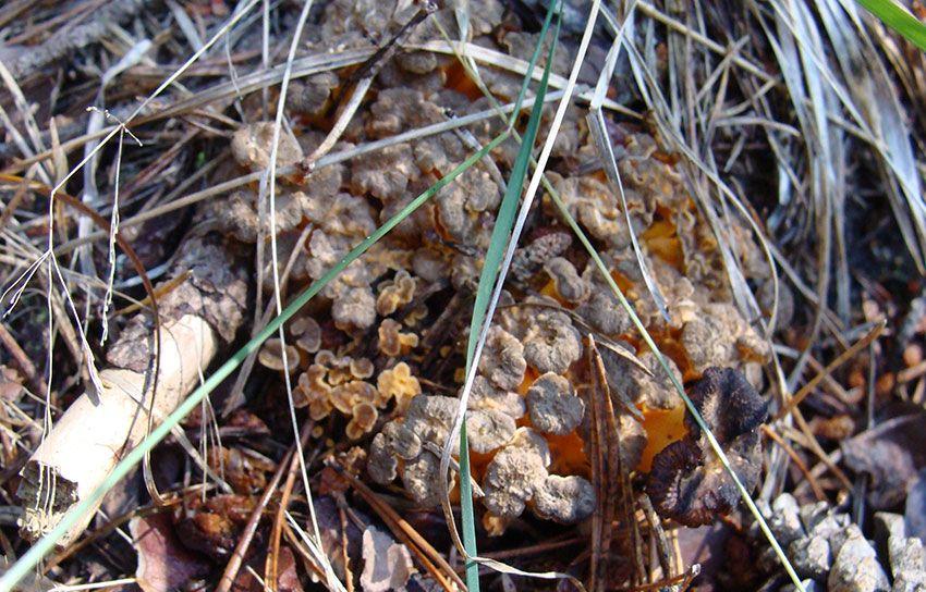 13-cantharellus-lutescens-camagroc-trompeta-amarilla