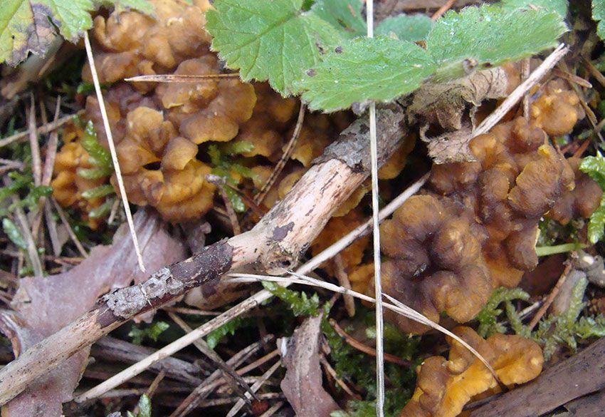 12-cantharellus-lutescens-camagroc-trompeta-amarilla