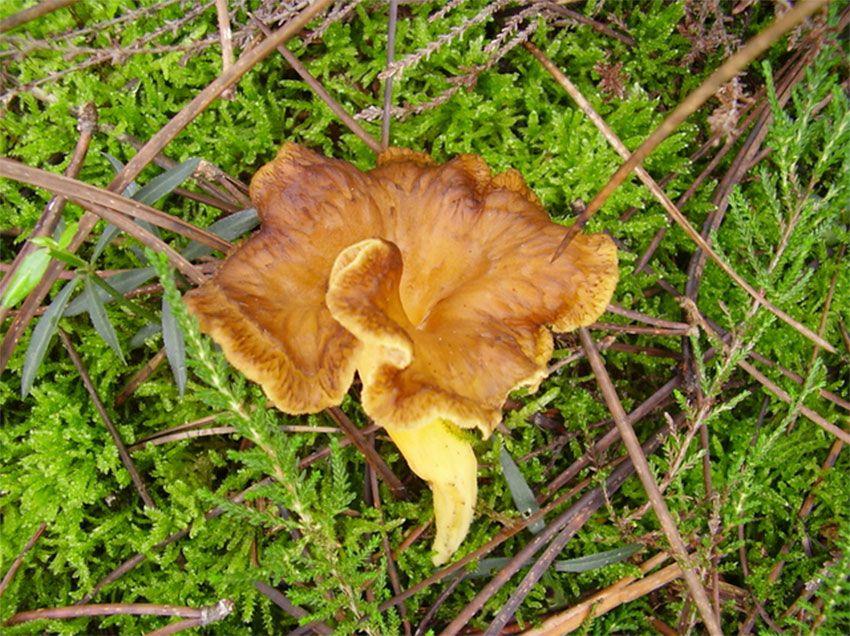 11-cantharellus-lutescens-camagroc-trompeta-amarilla