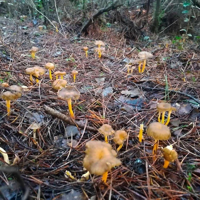 08-cantharellus-lutescens-camagroc-trompeta-amarilla